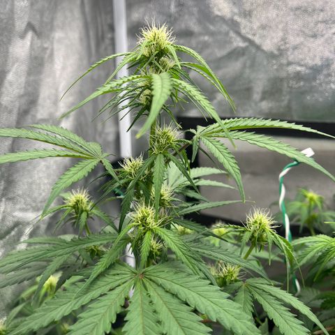 Berta growlog timeline photo