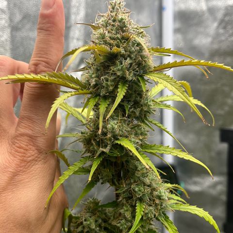 Berta growlog timeline photo