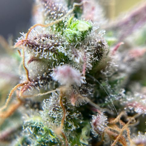Berta growlog timeline photo