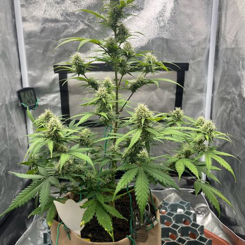 Berta growlog timeline photo
