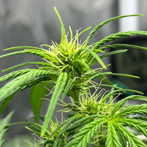 Berta growlog photo: Auch hier n Ticken zu spät gegossen 
