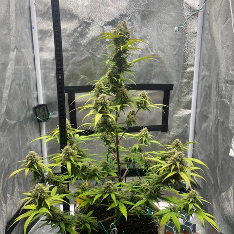 Berta growlog timeline photo