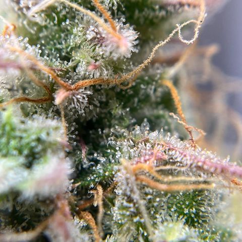 Berta growlog timeline photo