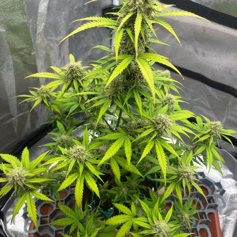 Berta growlog timeline photo