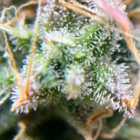 Berta growlog timeline photo