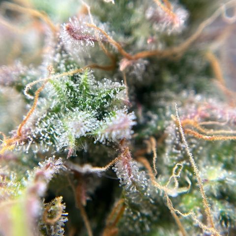 Berta growlog timeline photo