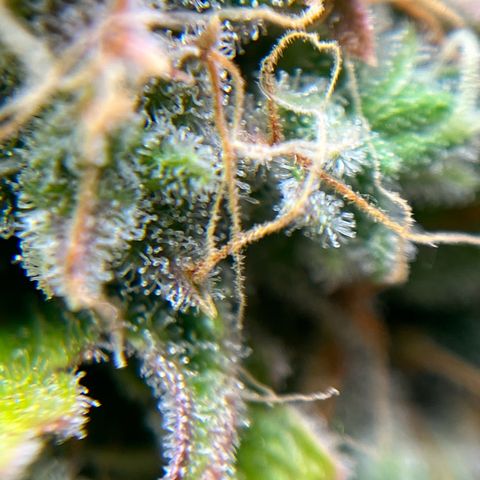 Berta growlog timeline photo
