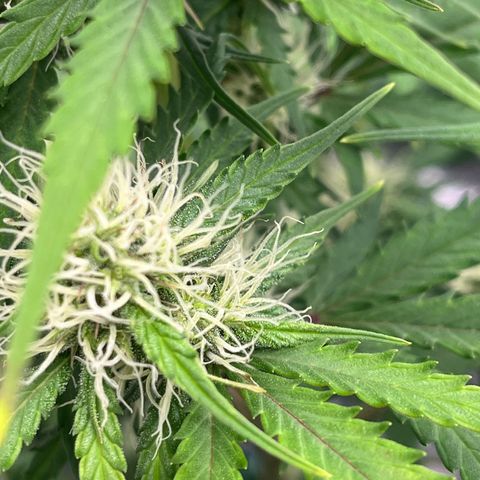 Berta growlog timeline photo