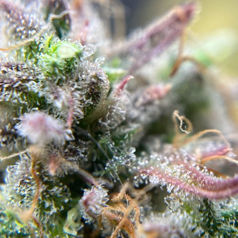 Berta growlog timeline photo