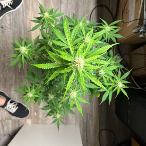 Berta growlog photo: Nach dem Beschneiden 