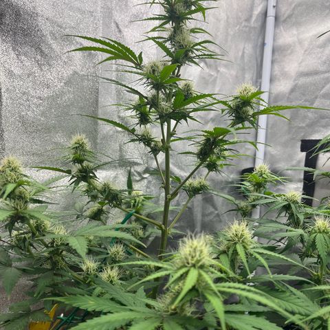 Berta growlog timeline photo