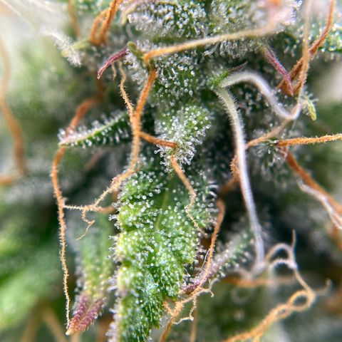 Berta growlog timeline photo