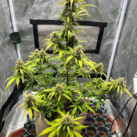 Berta growlog timeline photo