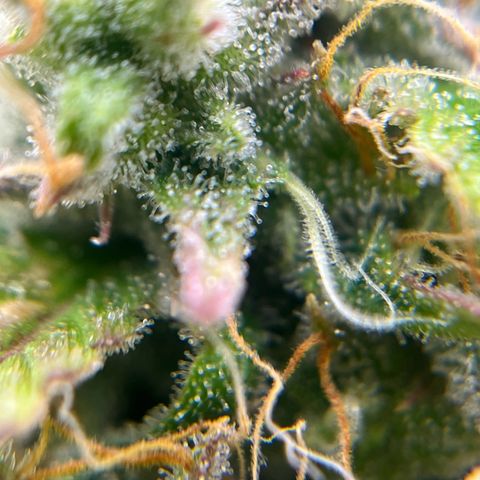Berta growlog timeline photo