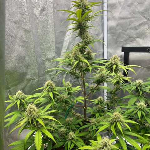 Berta growlog timeline photo