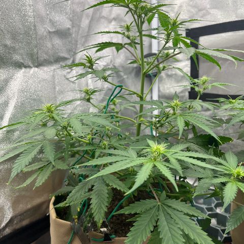 Berta growlog timeline photo