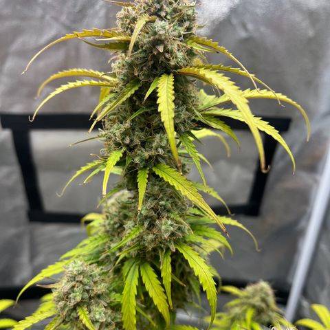 Berta growlog timeline photo