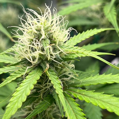 Berta growlog photo: Erste braune Härchen 