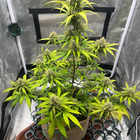 Berta growlog timeline photo