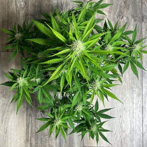 Berta growlog timeline photo