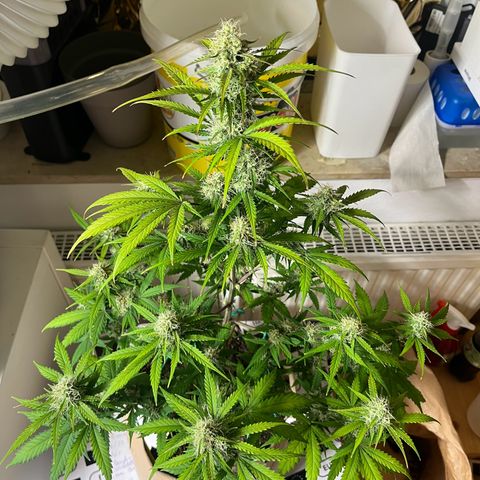 Berta growlog timeline photo