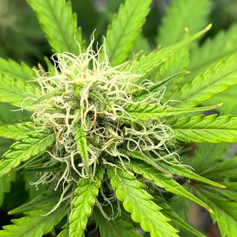 Berta growlog timeline photo