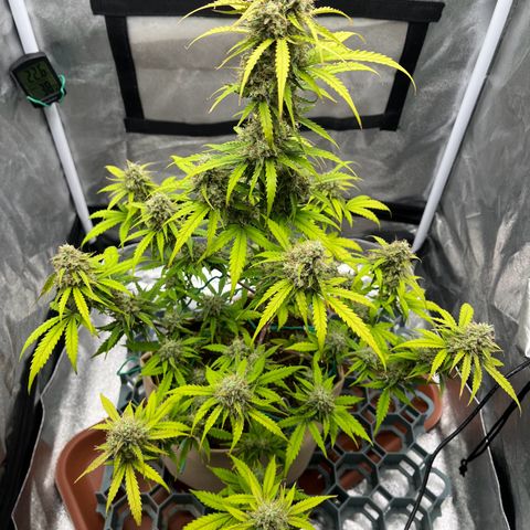 Berta growlog timeline photo