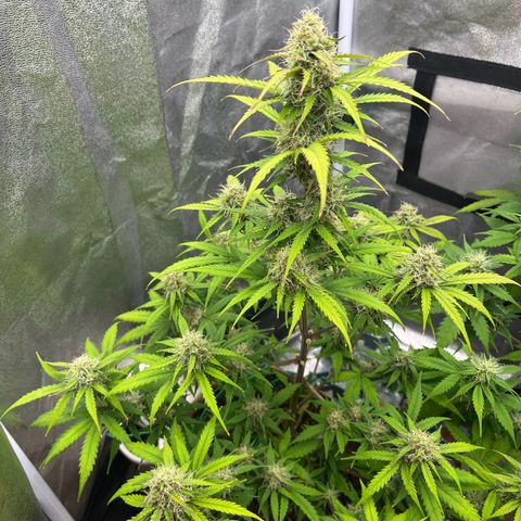 Berta growlog timeline photo