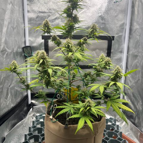 Berta growlog timeline photo