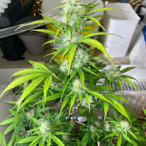 Berta growlog timeline photo