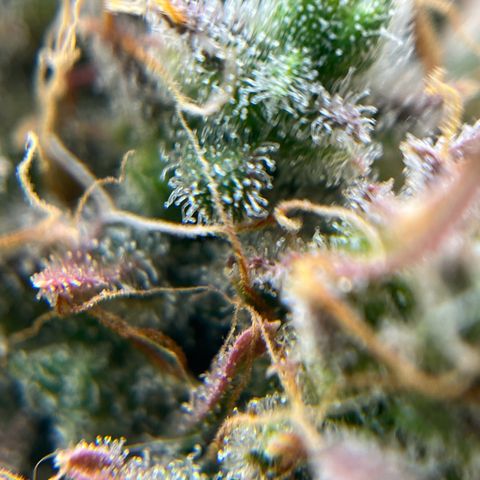 Berta growlog timeline photo