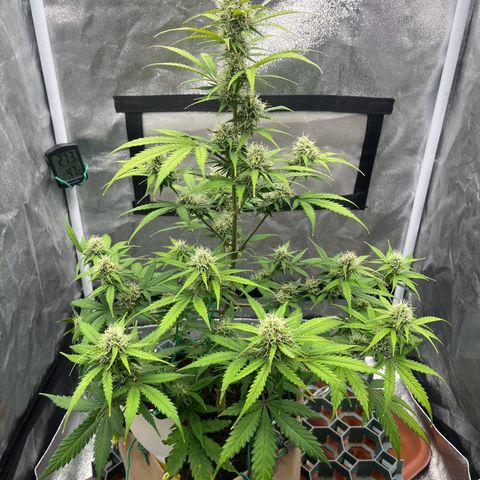 Berta growlog timeline photo