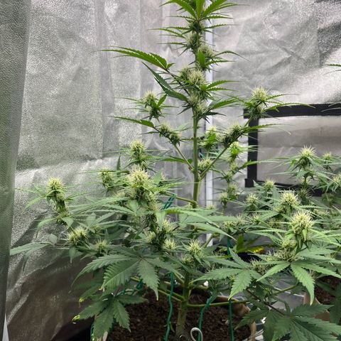 Berta growlog timeline photo