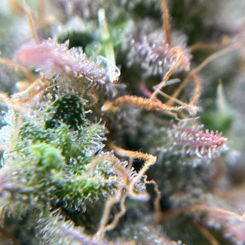 Berta growlog timeline photo