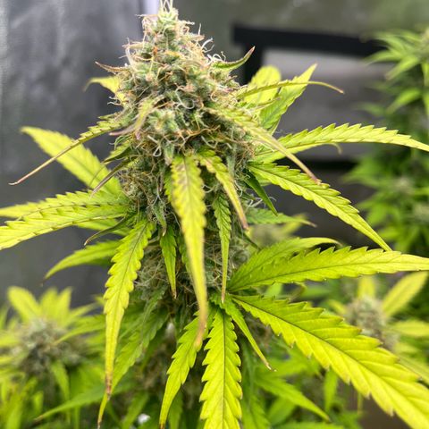 Berta growlog timeline photo