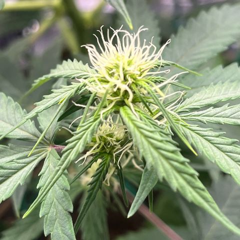 Berta growlog timeline photo