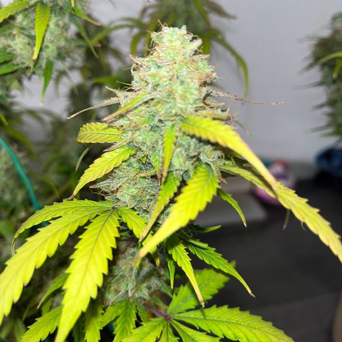 Berta growlog timeline photo