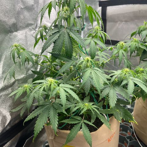 Berta growlog photo: Sie war schon etwas durstig am abends gegen 20:30 uhr 