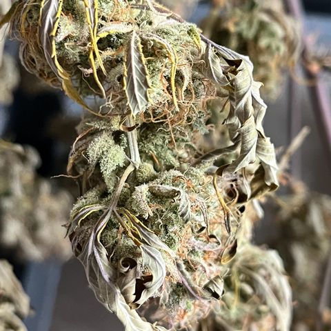Berta growlog timeline photo