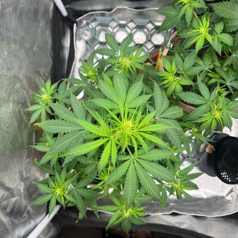 Berta growlog timeline photo