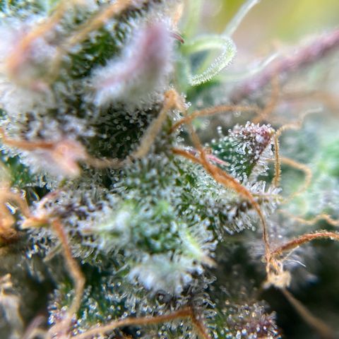 Berta growlog timeline photo