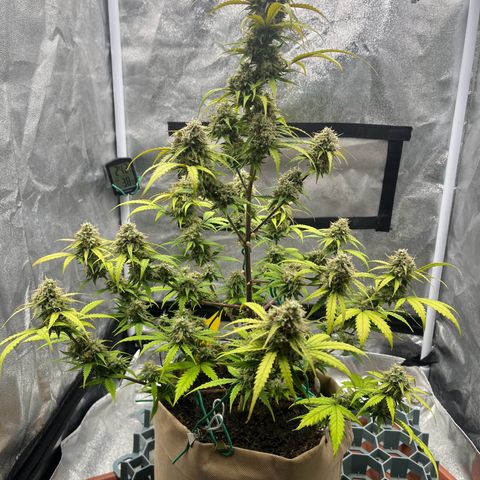 Berta growlog timeline photo