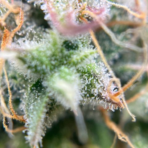 Berta growlog timeline photo