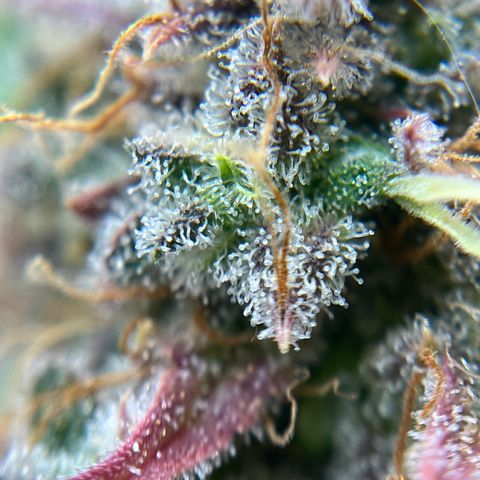 Berta growlog timeline photo