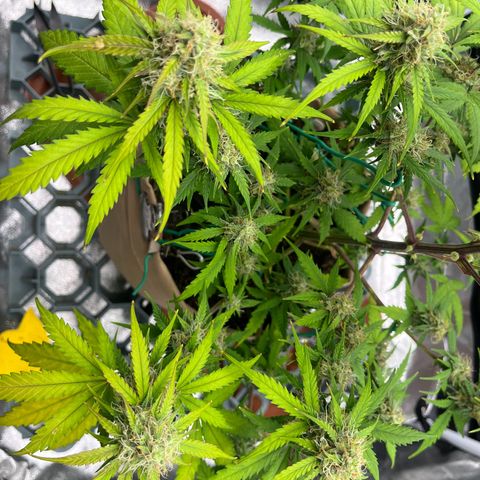 Berta growlog timeline photo