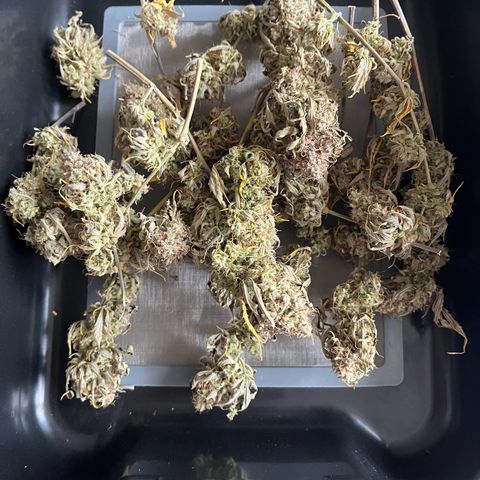 Berta growlog timeline photo
