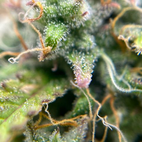 Berta growlog timeline photo