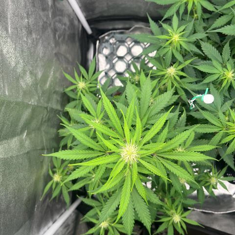 Berta growlog timeline photo