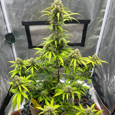 Berta growlog timeline photo