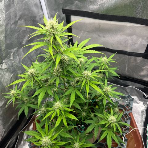 Berta growlog timeline photo
